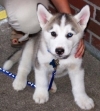 Siberian husky puppies for Christmas adoption.